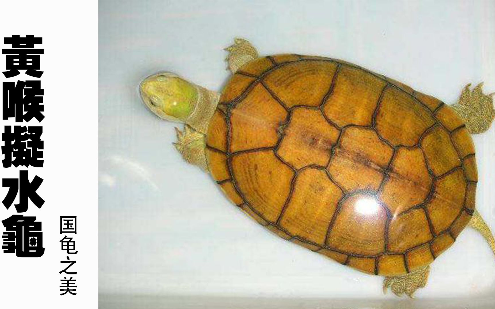 黄喉拟水龟怎么养图片