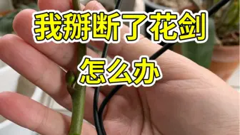 蝴蝶兰花谢后别急着剪花梗 这样养一养 长出粗壮副花梗 哔哩哔哩 Bilibili