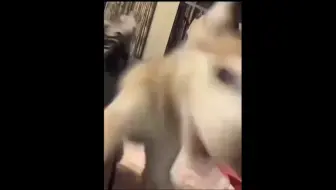 “听得懂人话的动物”