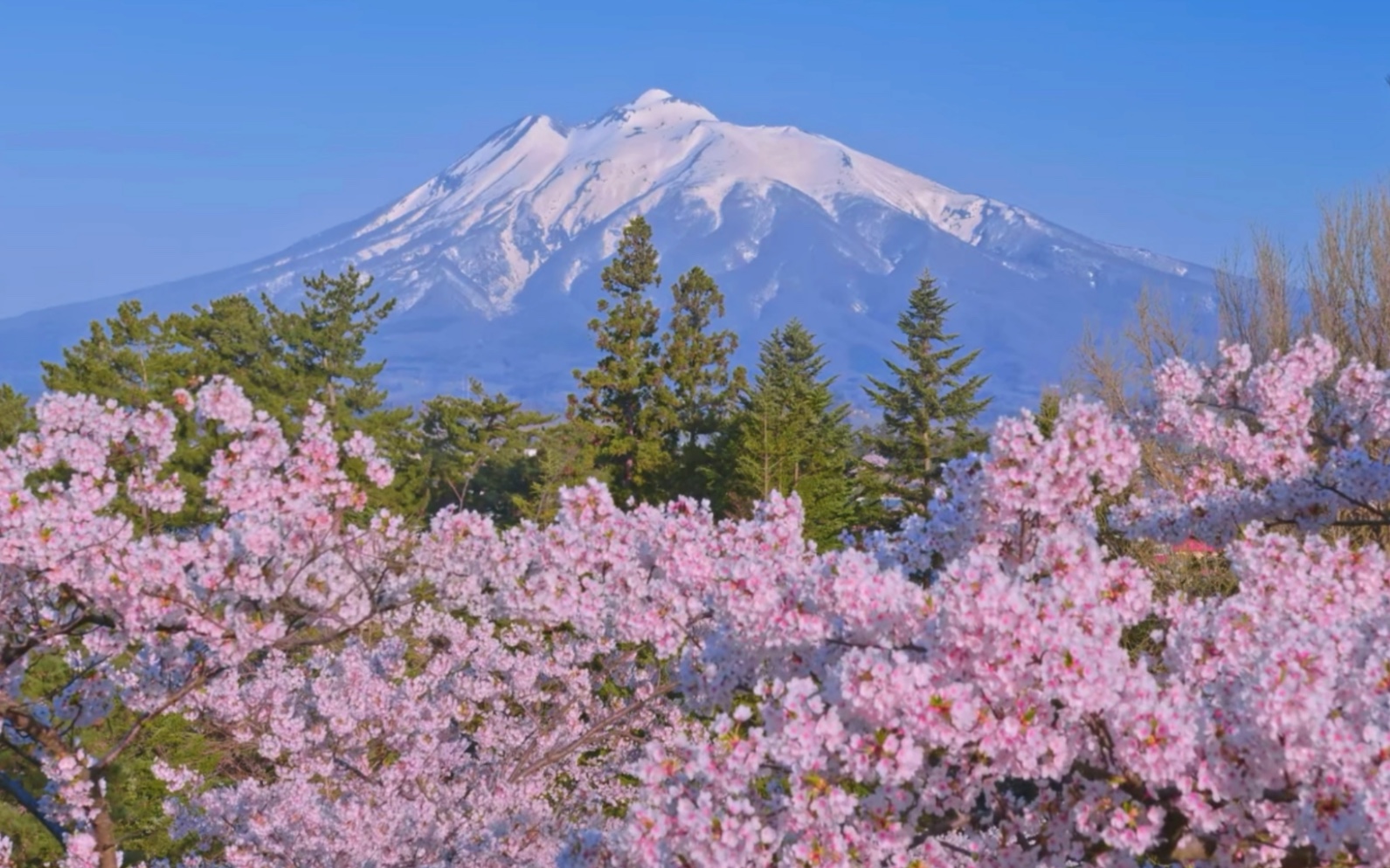 [图]“山 也 醉 樱 花”