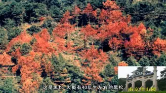 Download Video: 【北京林业大学】森林有害生物控制——骆有庆教授