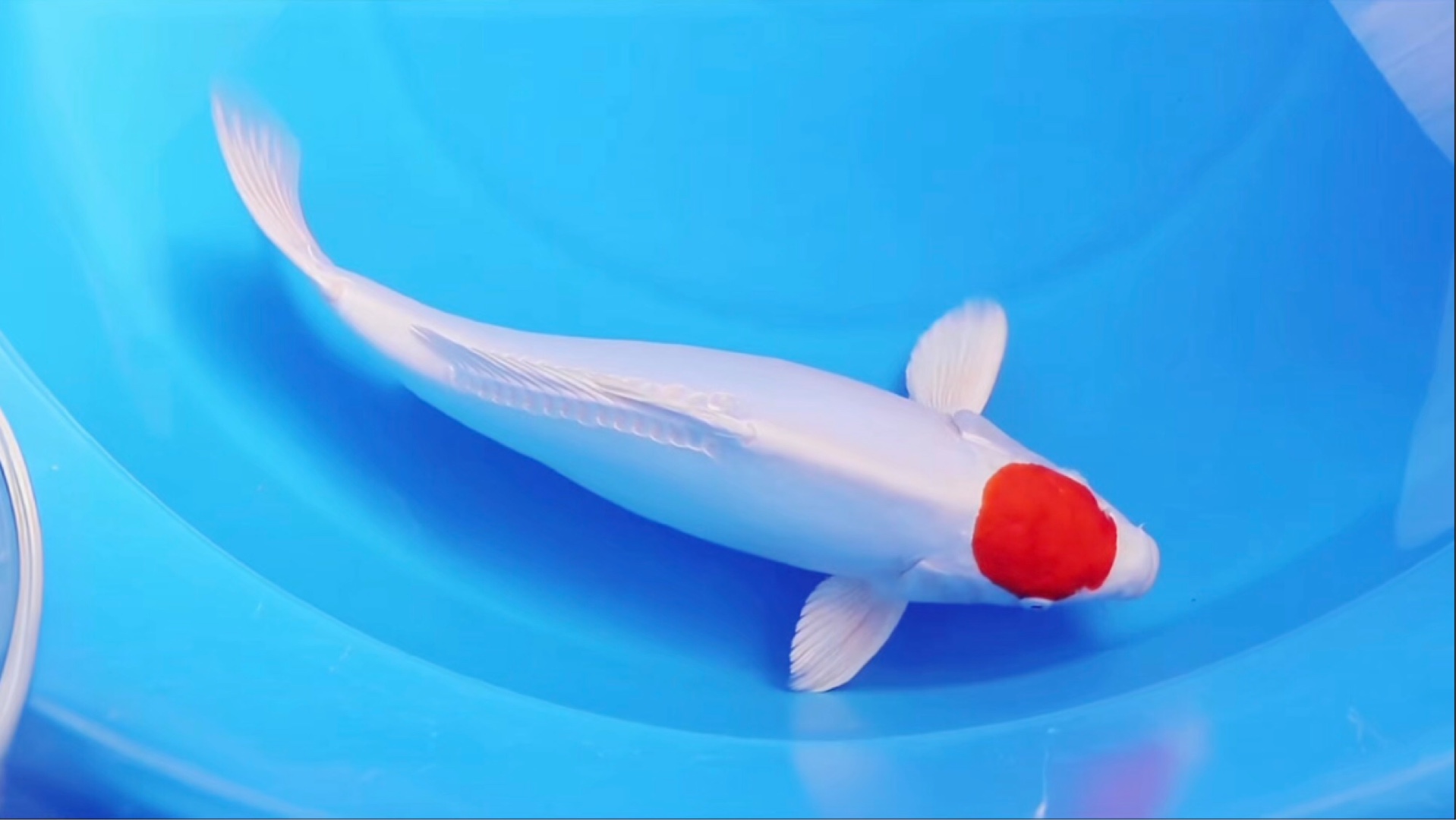 广井德系丹顶菊水锦鲤,逸品观赏鱼