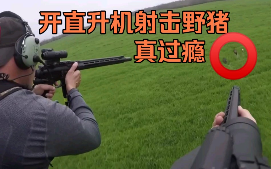 农场里野猪泛滥,猎人乘直升机上清理