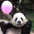 大熊猫宝宝抢苹果