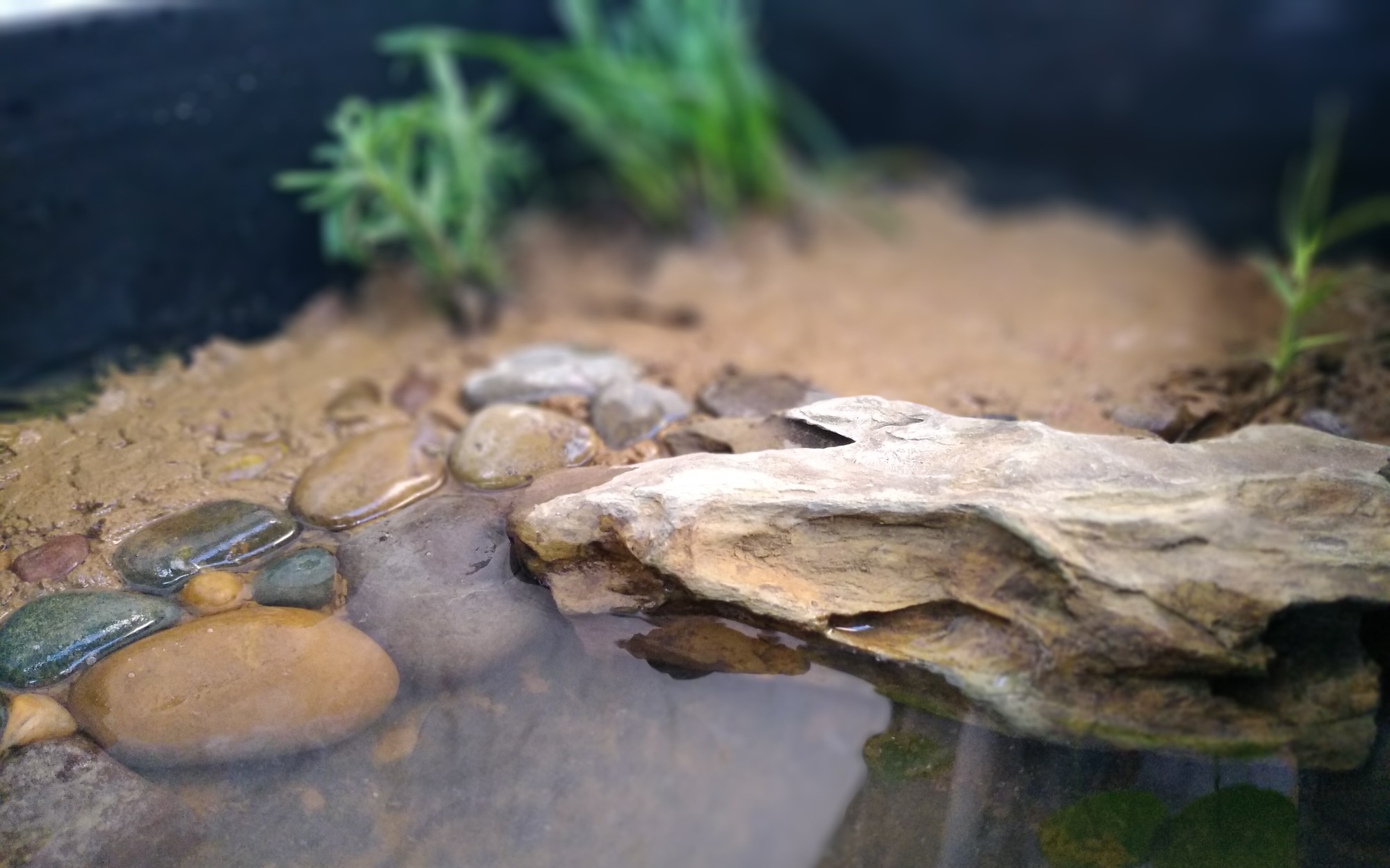 半水龟缸给洪都拉斯木纹改造环境