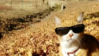 猫】立夏称猫的习俗_哔哩哔哩_bilibili