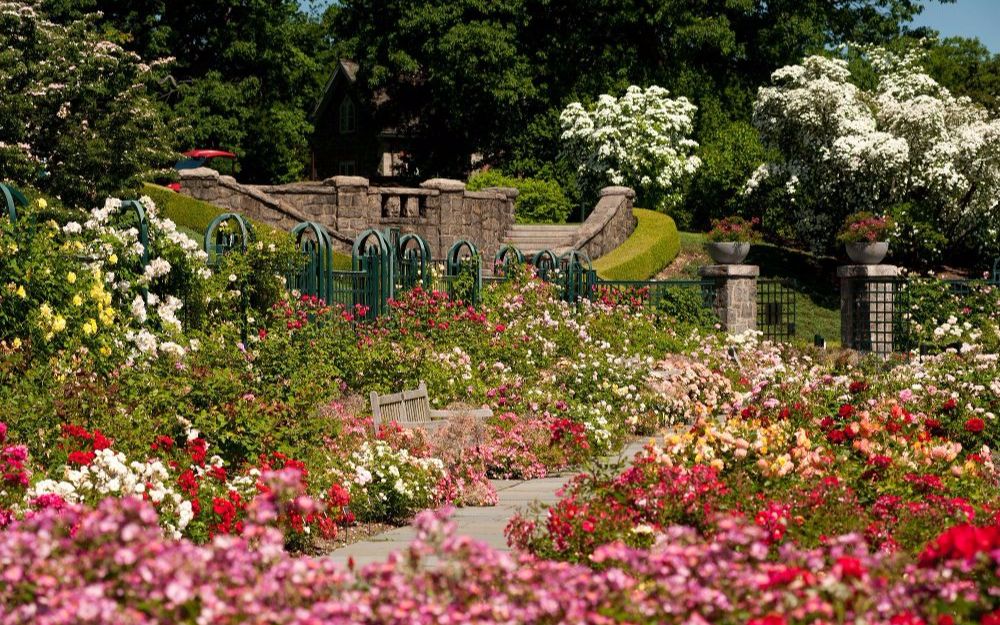 虹越月季纽约植物园佩吉洛克菲勒玫瑰园欣赏