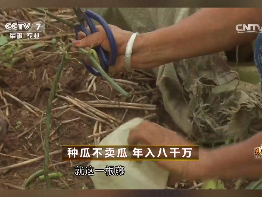 河南男子砍断千亩丝瓜,只要滴出来的藤滋水做护肤,原来明代本草纲目早有记载!老一辈流传至今,赶紧收藏!这些天然美白法,让你告别美白产品开销! ...