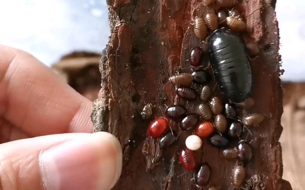 更多1龄球蠊幼体都褪皮了