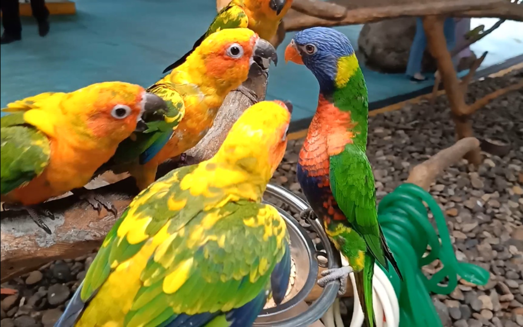 【柳州动物园】金太阳鹦鹉吃播