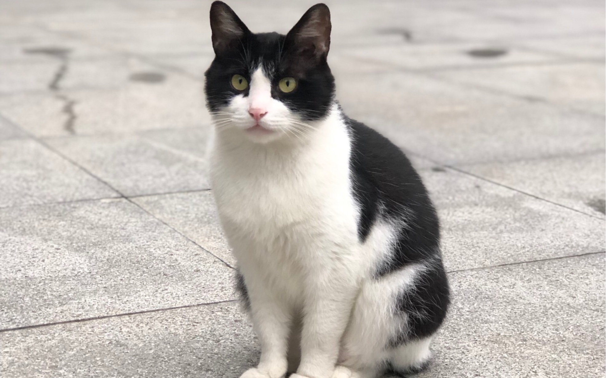 活动作品饭后遛校园看看可爱的汤圆奶牛猫