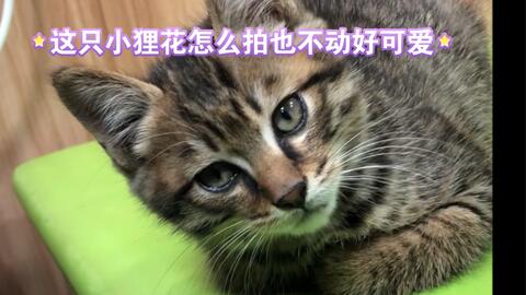狸花猫小奶猫一点也不怕人 全程盯着你 哔哩哔哩 Bilibili