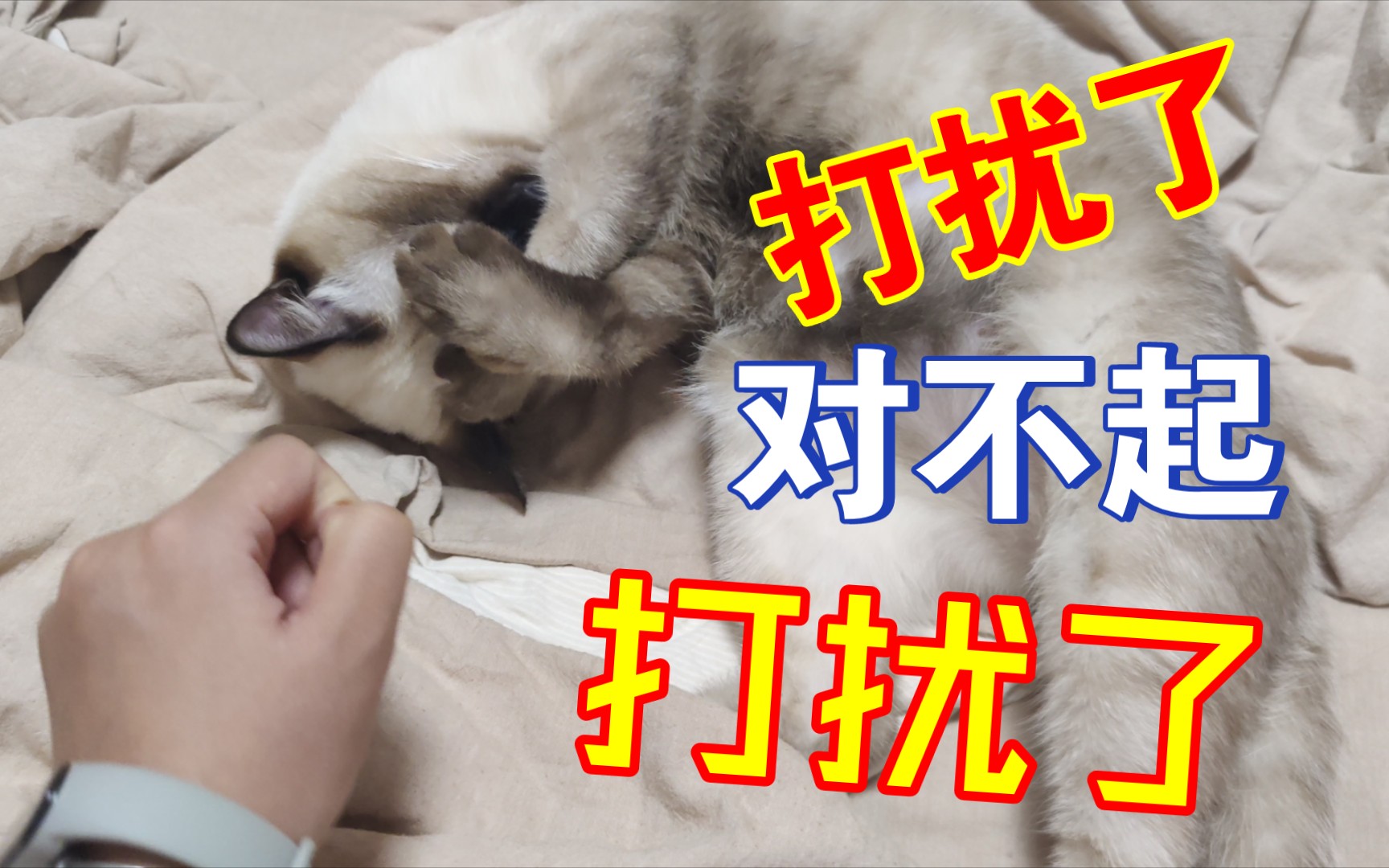 打扰喵大人睡觉了～不好意思