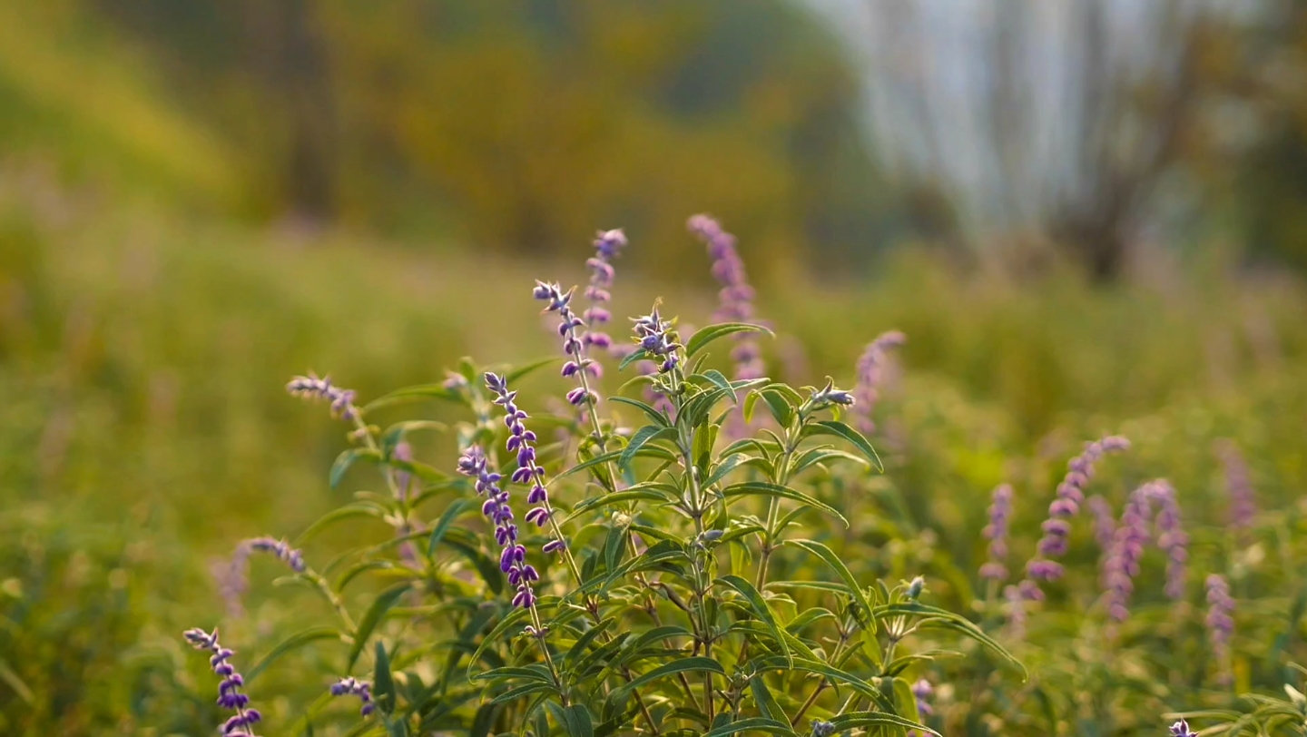 夕阳下的鼠尾草花海,松下gx9