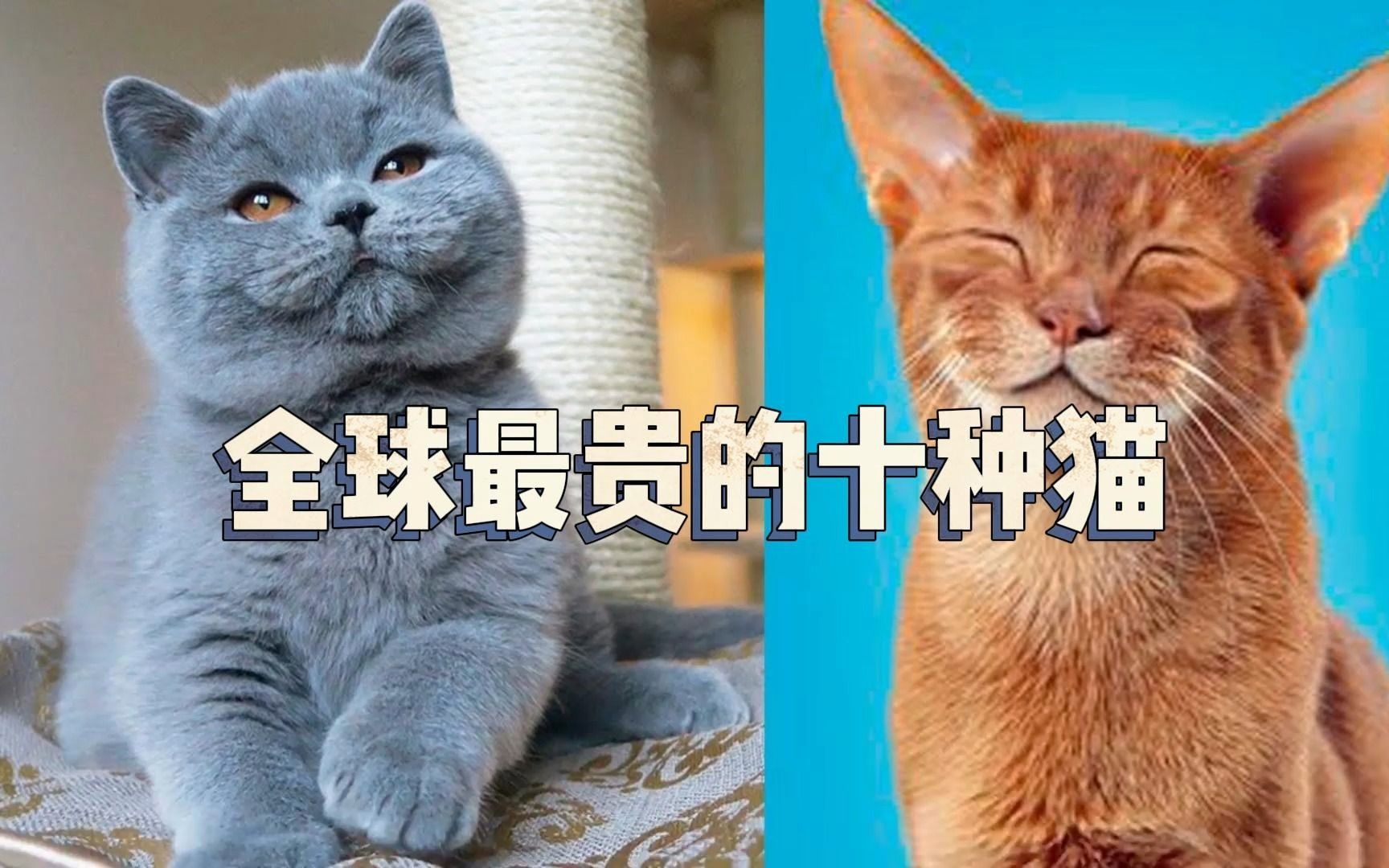 十大名贵猫世界上图片