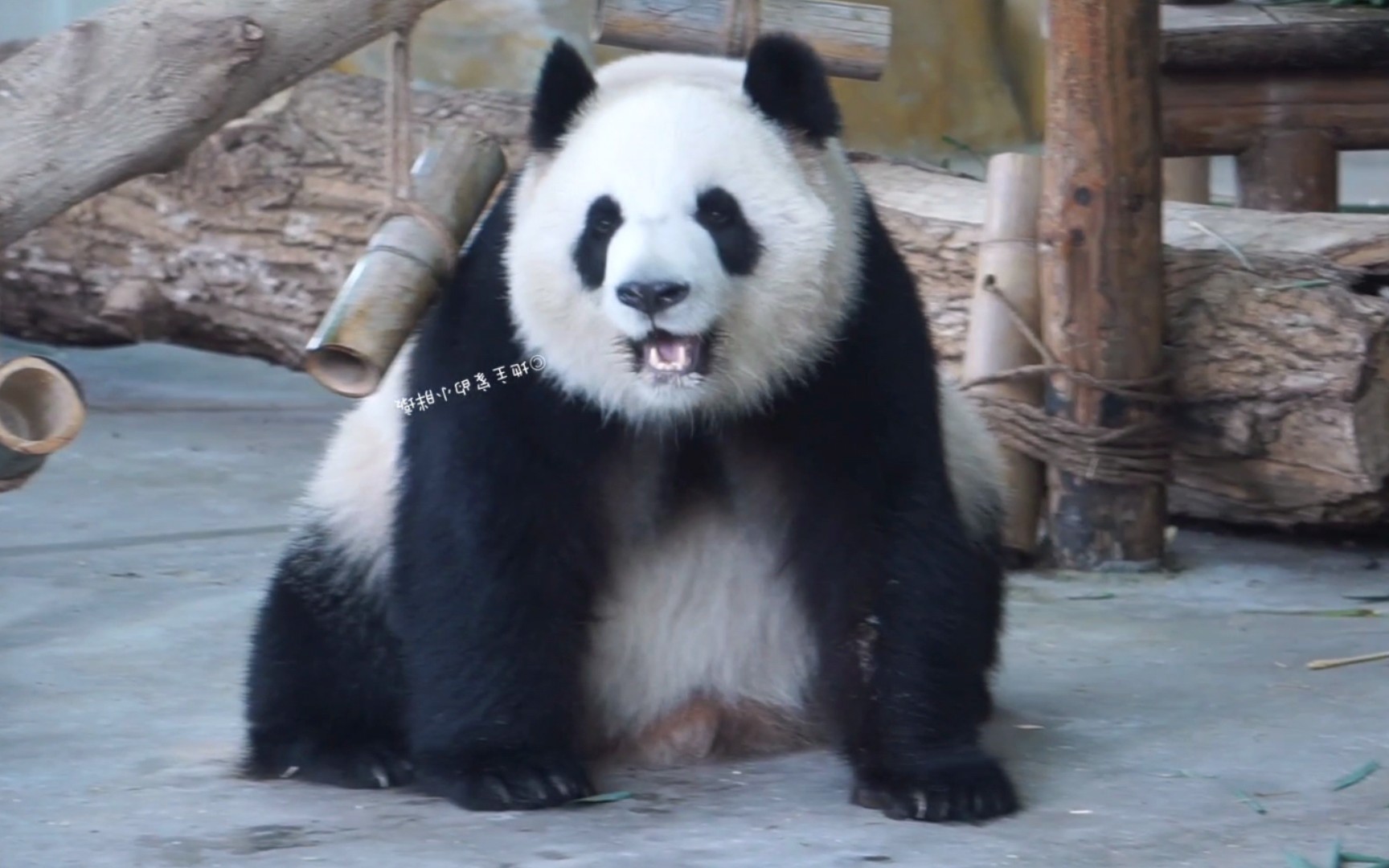 【大熊猫大美】凭借肌肉记忆找出丰容中的小苹果,蹲着开心吃果果