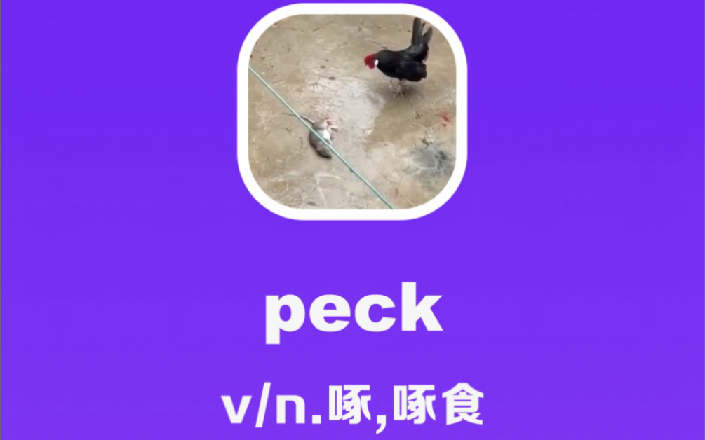 peck:啄,啄食哔哩哔哩bilibili