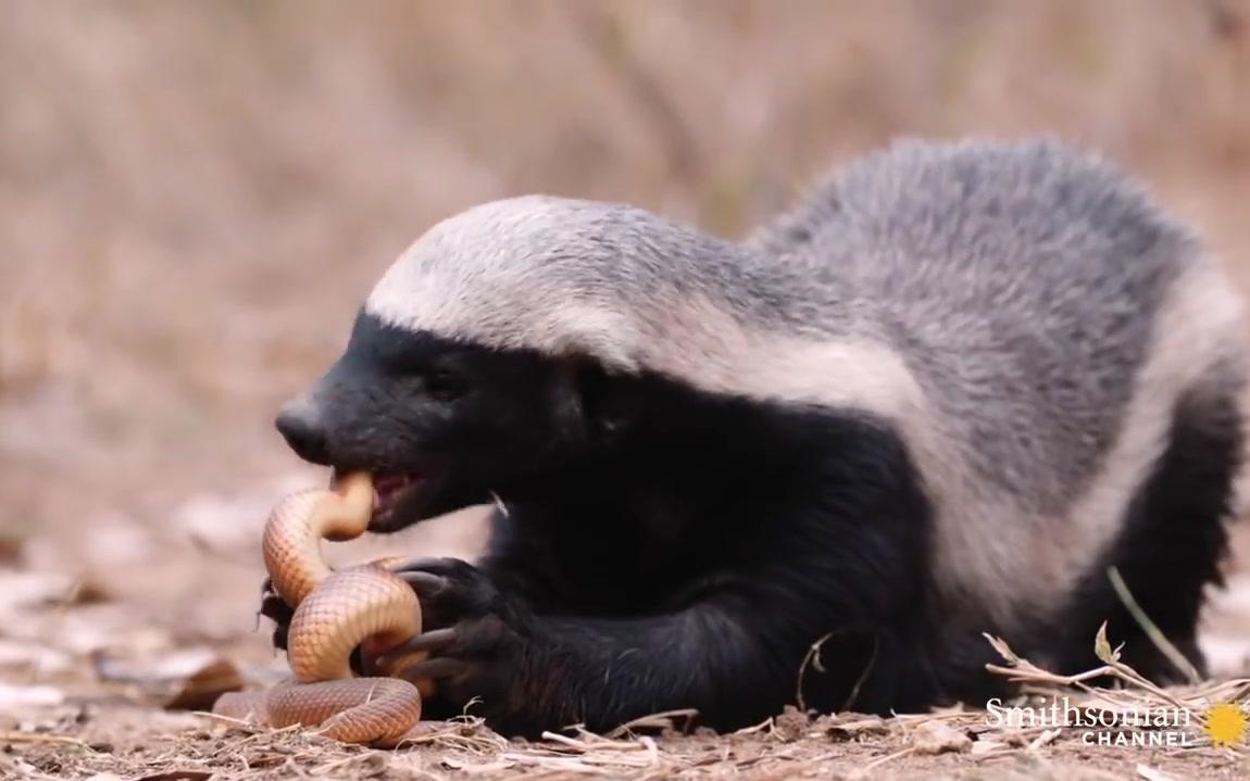 平头哥又有辣条吃了!高清