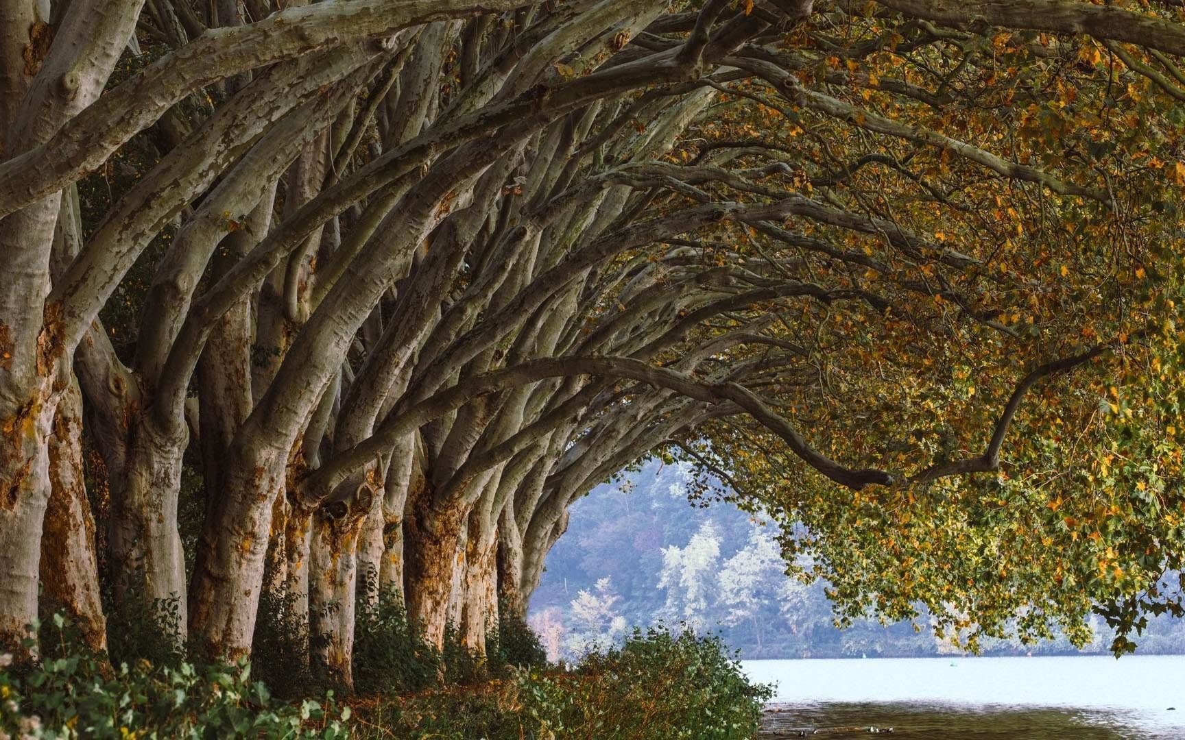 德国埃森市巴尔德内湖沿岸树木成行(08 bernd bergner / 500px