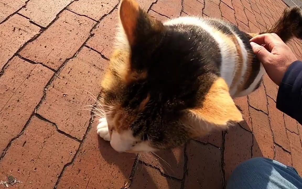 [耐力视频]模拟向一只友好的流浪猫点头的视频.