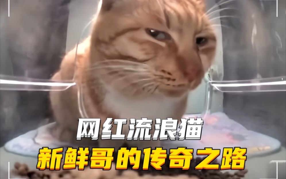 [图]新晋网红流浪猫“新鲜哥”，只吃落地不超过五秒的猫粮，表情酷似鉴宝主播听泉