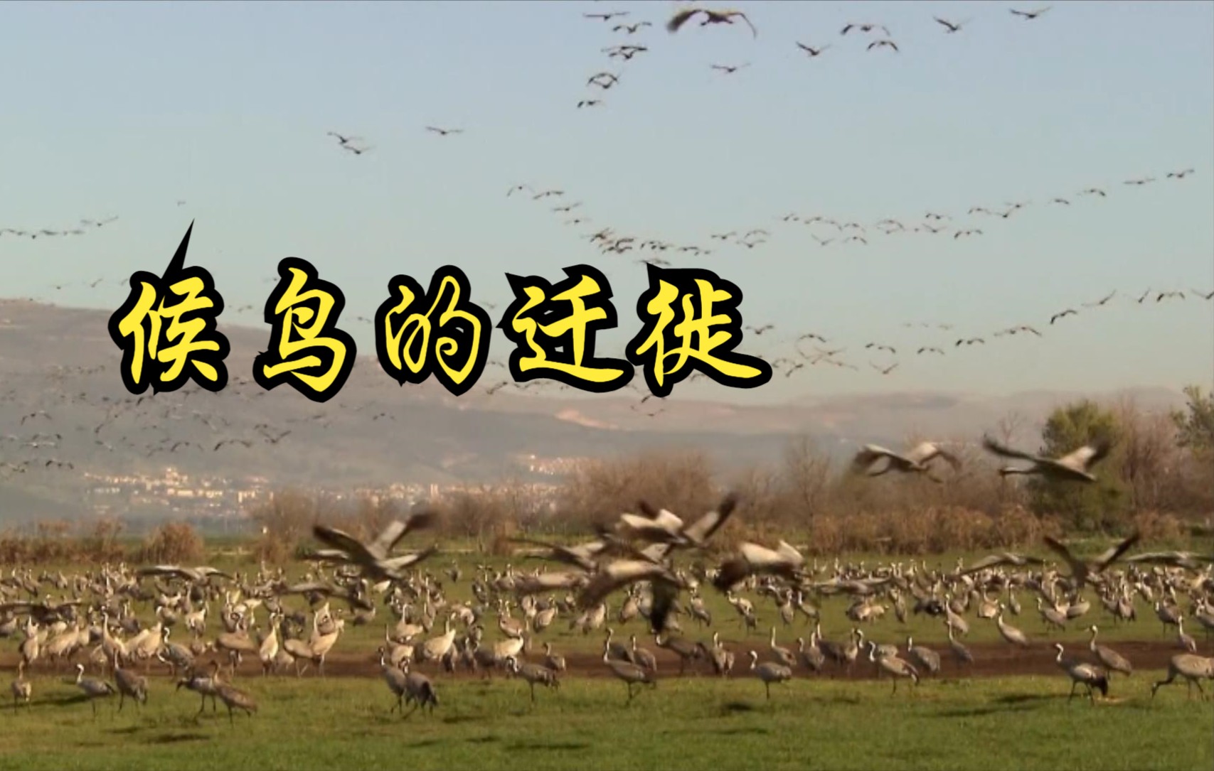 【德国】【纪录片】候鸟的迁徙 Migration of migratory birds哔哩哔哩bilibili