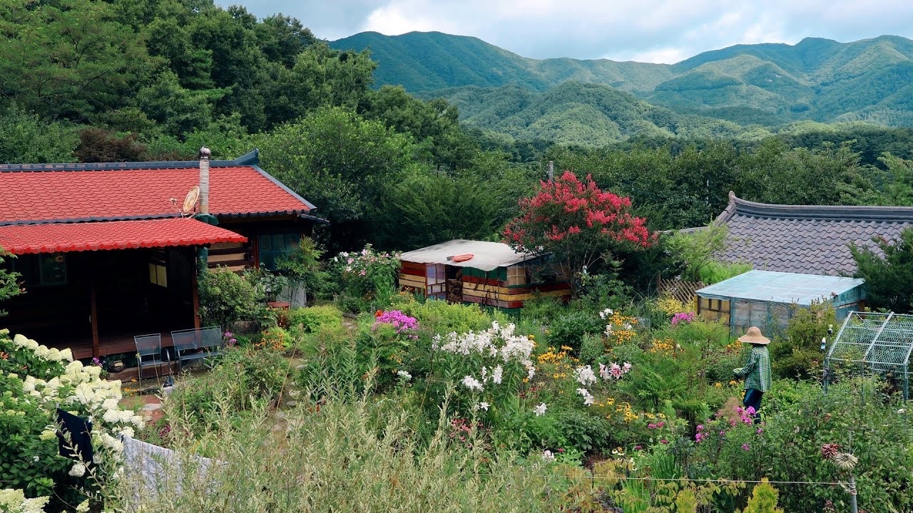 韩国农村生活〕比城市更凉爽的山村的夏天