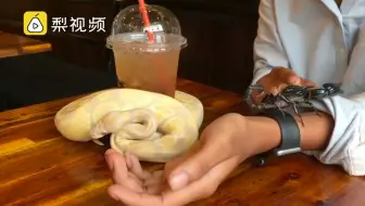 高能慎入！爬行动物陪你喝咖啡