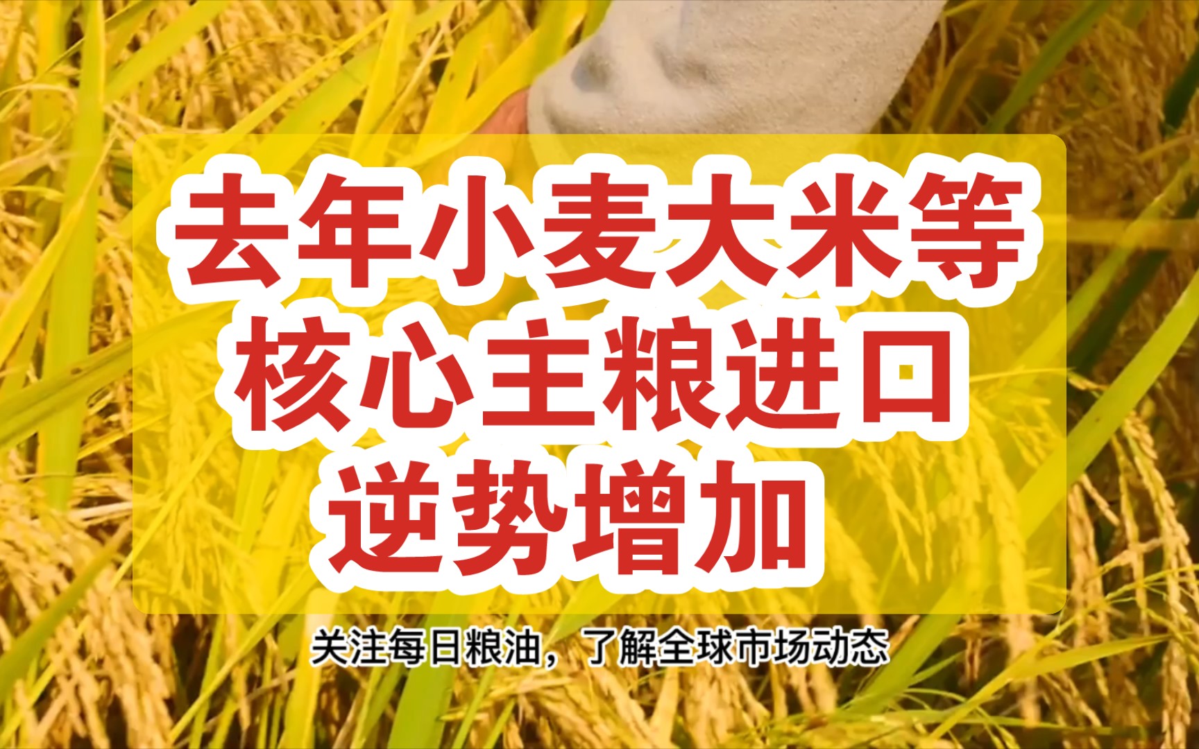 去年我国粮食进口下滑但小麦大米等核心主粮进口逆势增加 大豆进口市场风声鹤唳哔哩哔哩bilibili