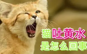 下载视频: 猫咪吐黄水是怎么回事