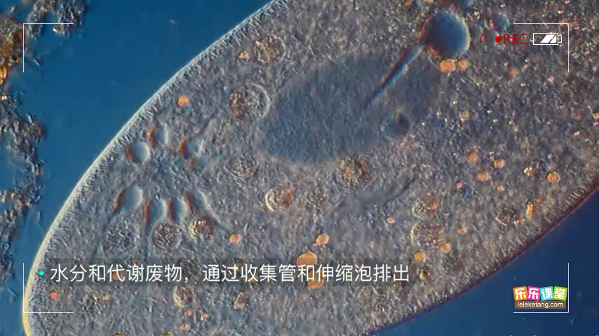 七下生物单细胞生物(初一生物第四节单细胞生物)  第1张