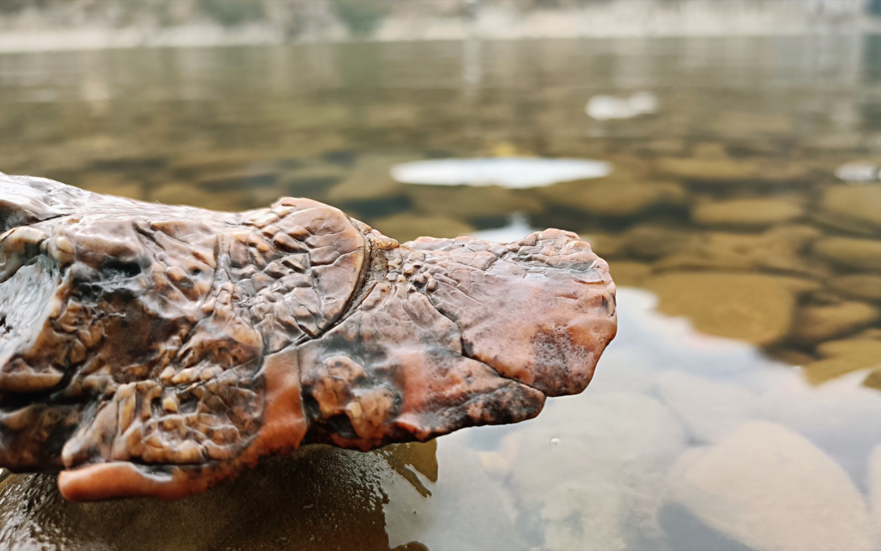 [图]飘然玩石:第4期