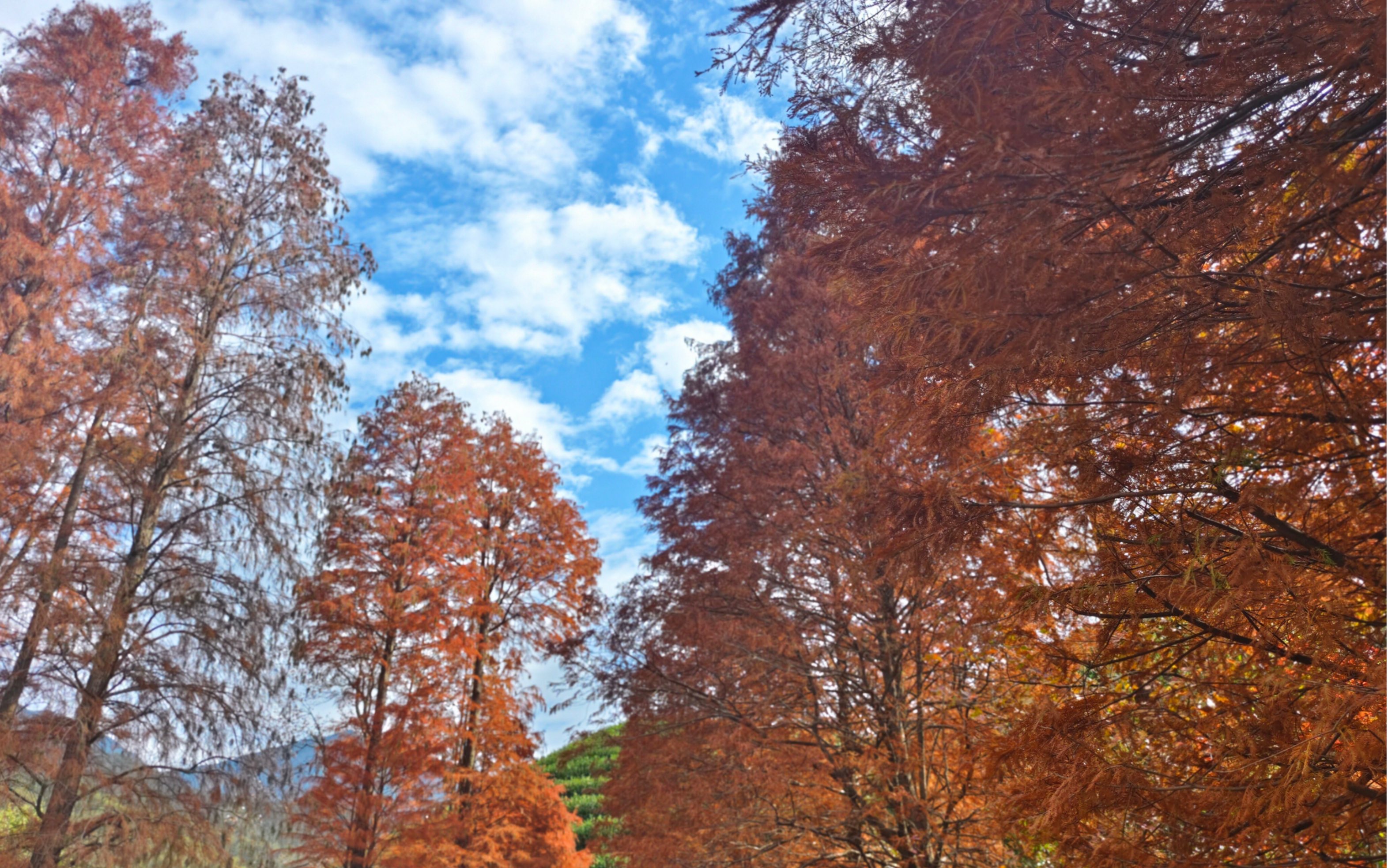 金华鹿女湖,在一片红杉林中抓住秋天的尾巴,风景太美了.
