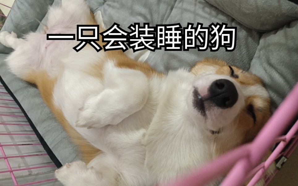 柯基你永远叫不醒一只装睡的狗