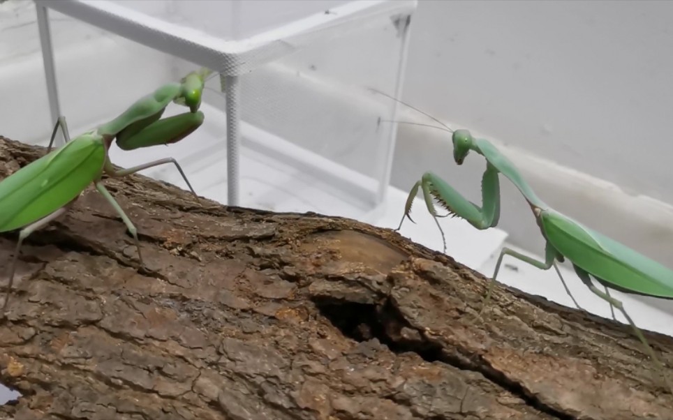 活动作品血红双刃vs最强螳螂