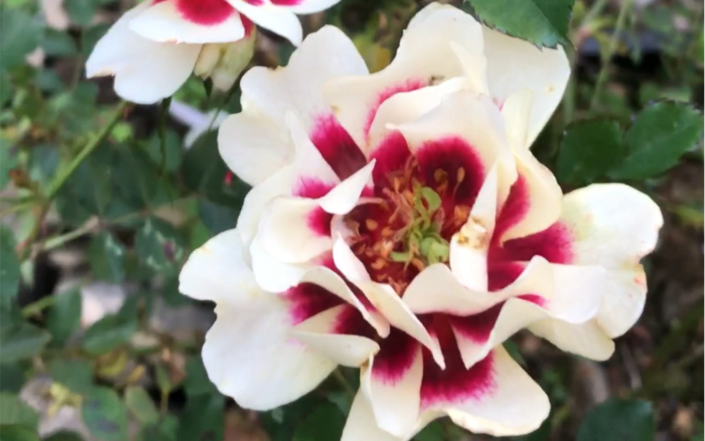 分享一下眼睛系列月季之——日落巴比伦眼睛的冬花状态