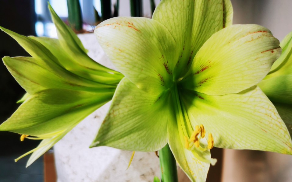 朱顶红一绿色山谷