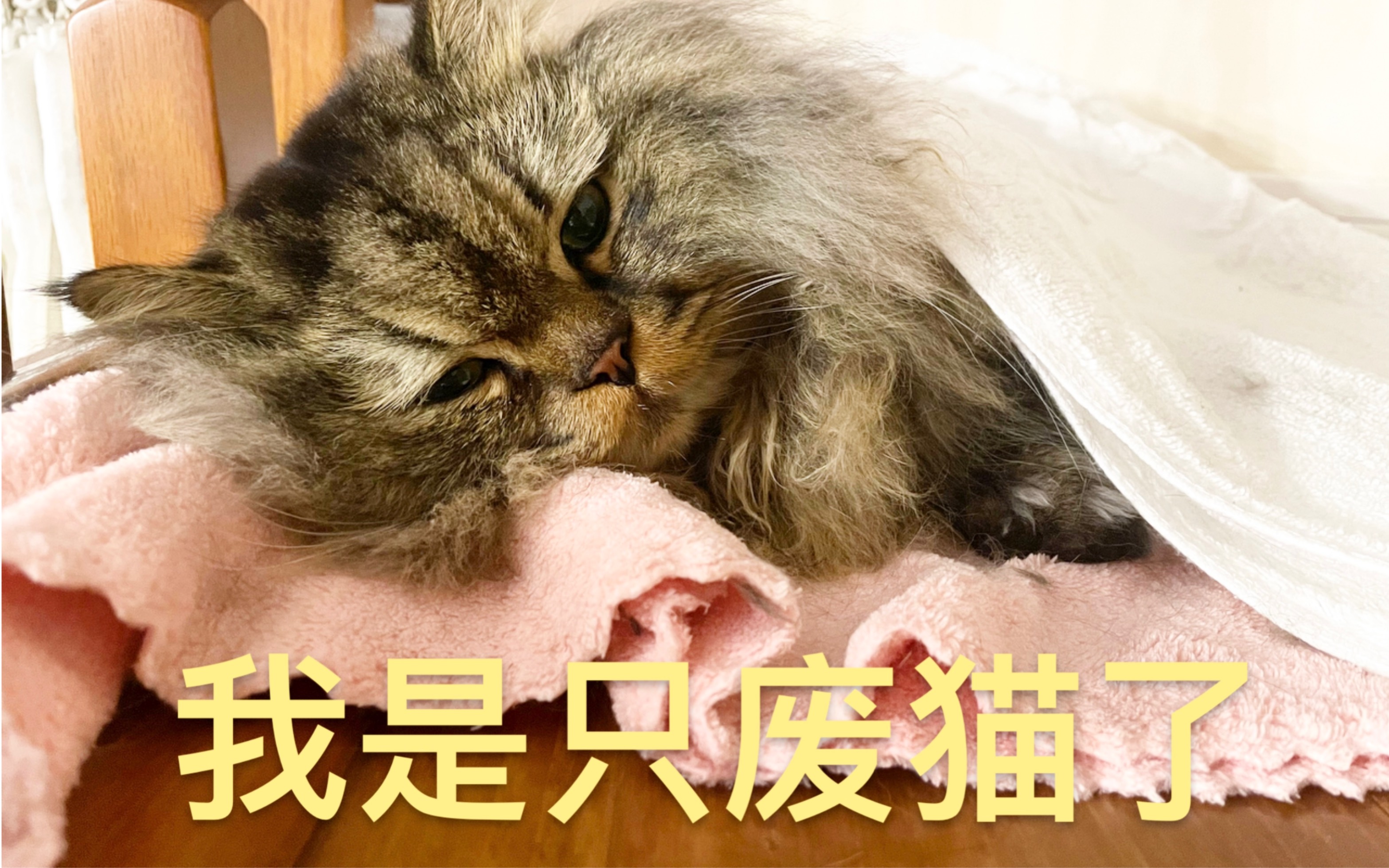 猫咪打疫苗前后——我是只废猫了