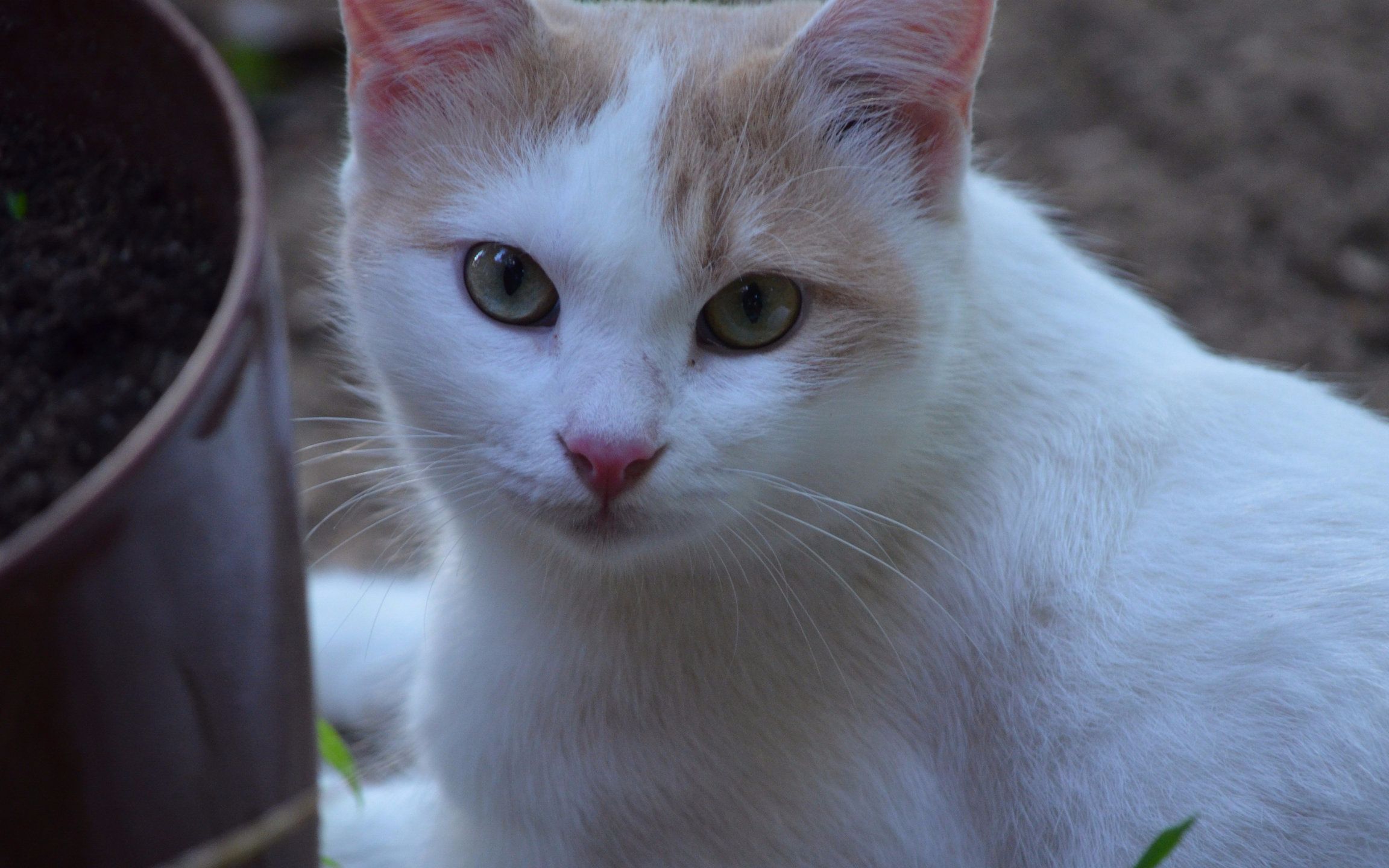 难以置信-日本的猫岛