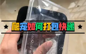 Download Video: 【撸龙宝典】鬃狮蜥饲养技巧之如何打包快递