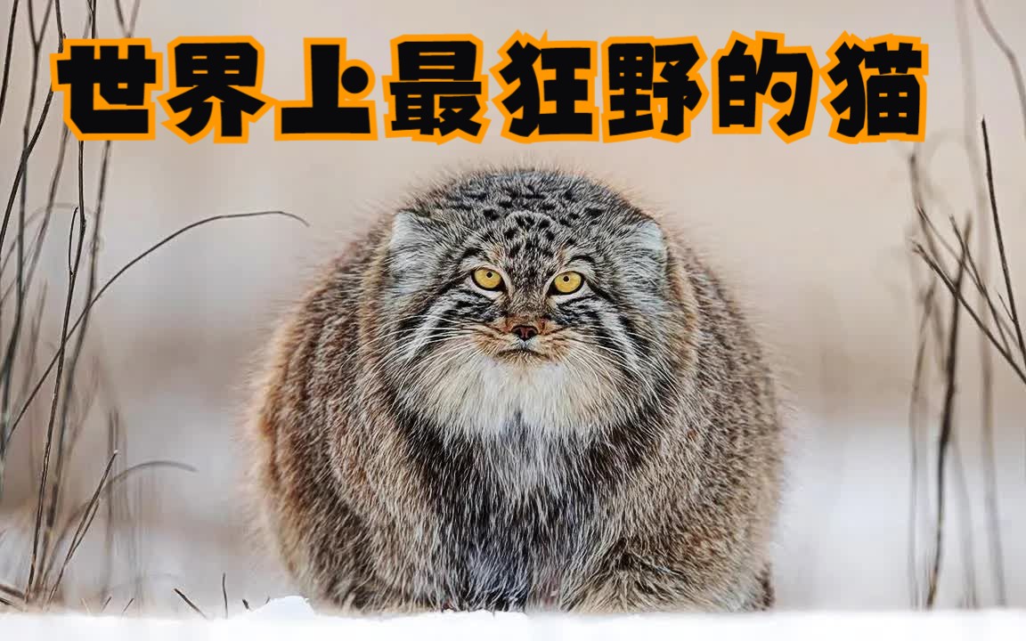 帕拉斯的猫——世界上最稀有、最狂野的猫哔哩哔哩bilibili