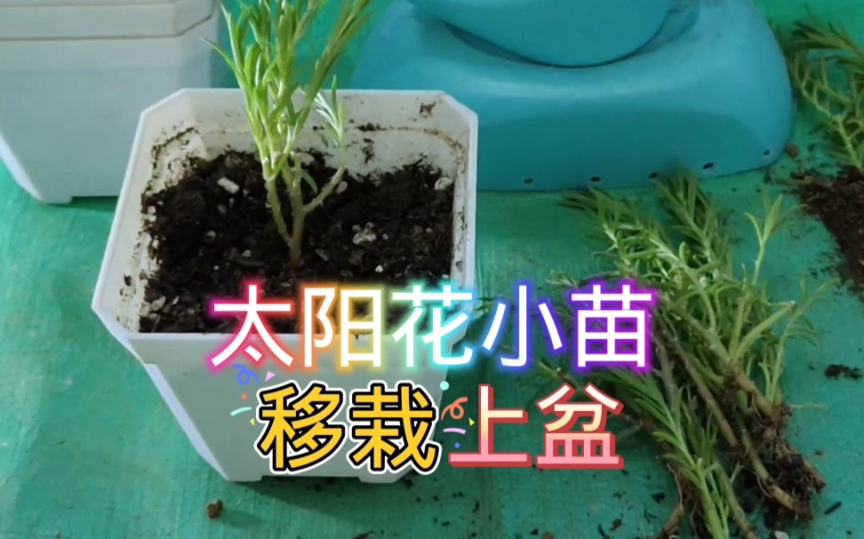 太阳花小苗移栽上盆