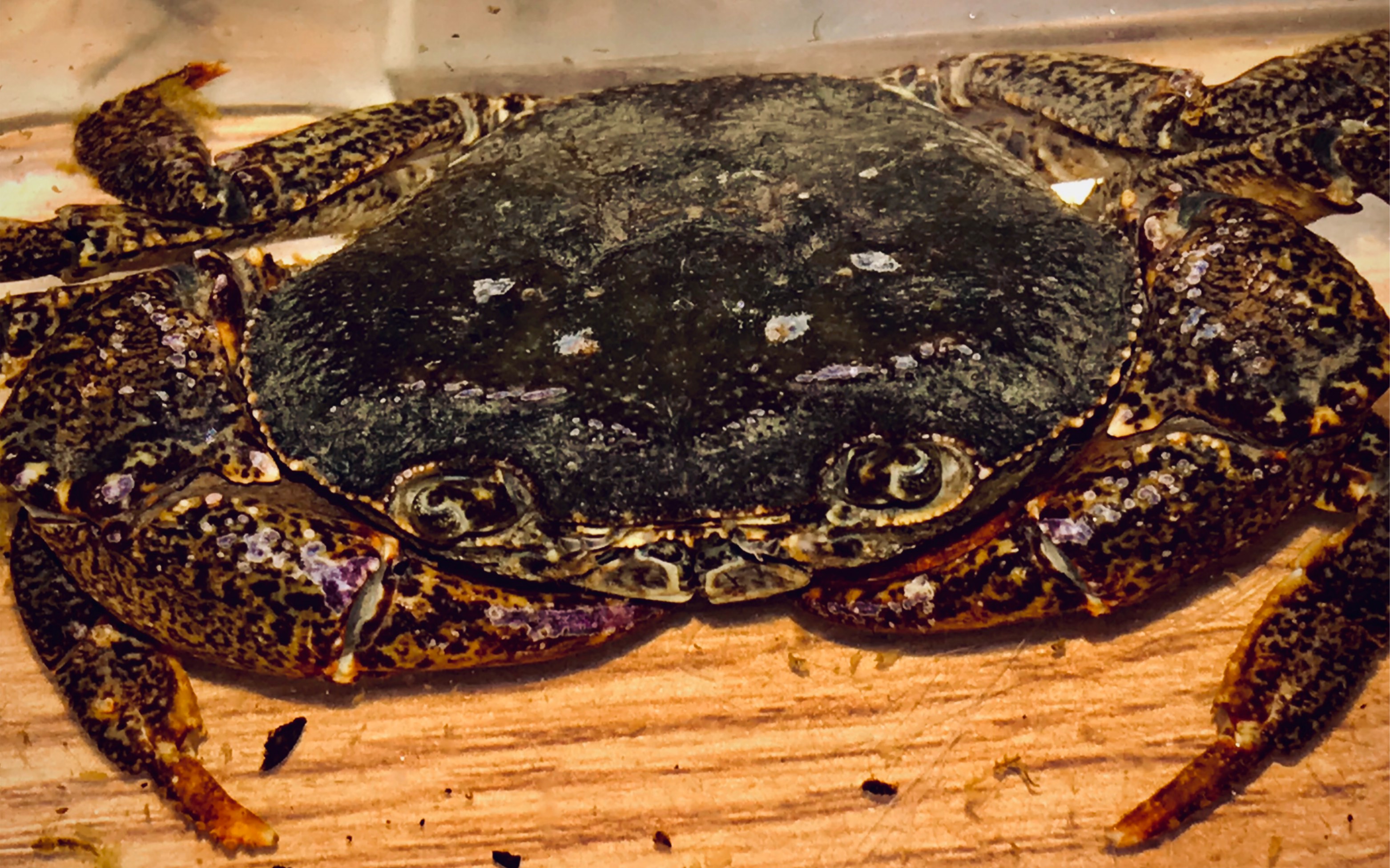 尖叶龙溪蟹捕食大黑鳃金龟