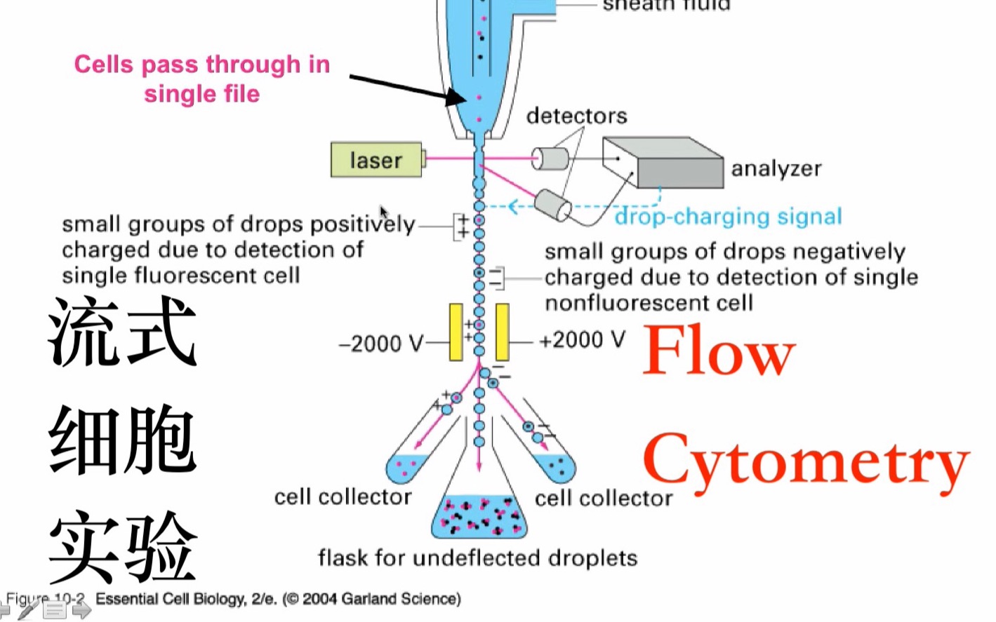 流式细胞检测(for DNA analysis)哔哩哔哩bilibili