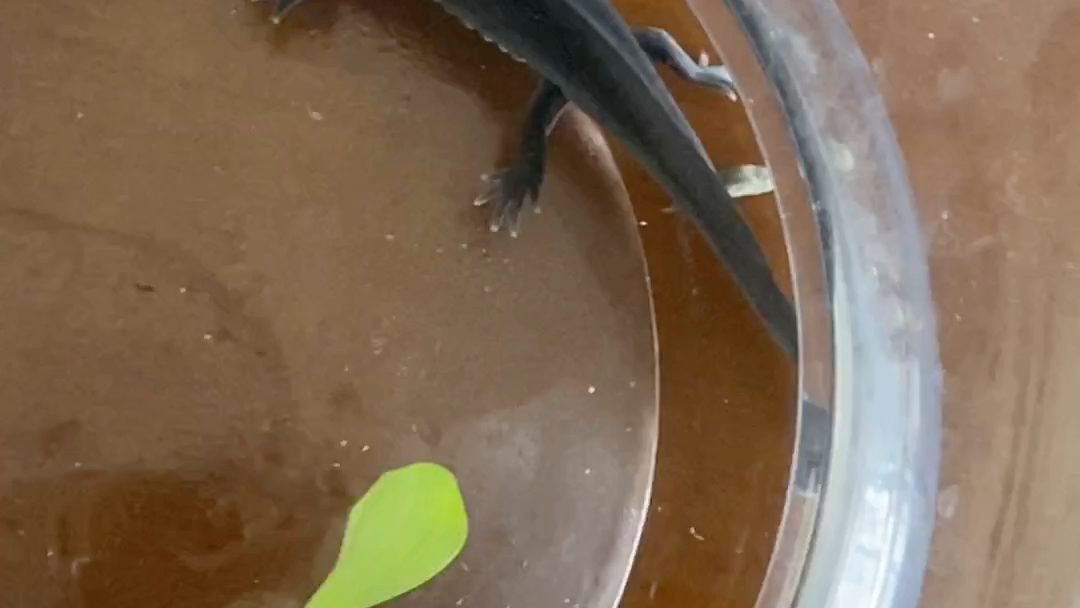 活动作品六角恐龙鱼小黑黑的粑粑