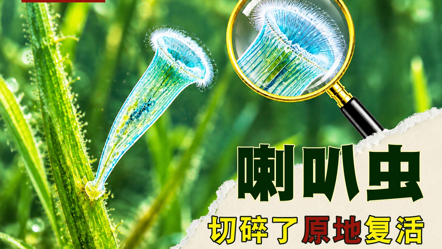 48喇叭虫