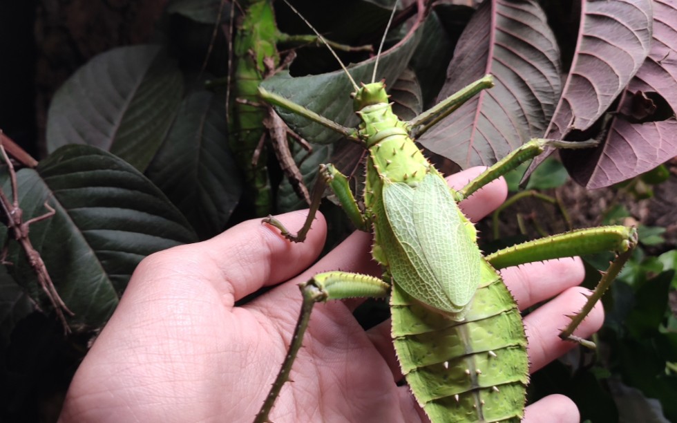马来西亚巨扁竹节虫,世界上最重竹节虫,完整羽化延时摄影