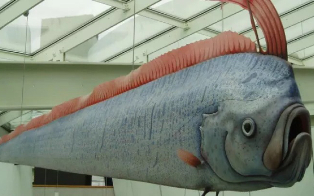 走近克学〕皇带鱼和地震有个锤子的关系_哔哩哔哩_bilibili