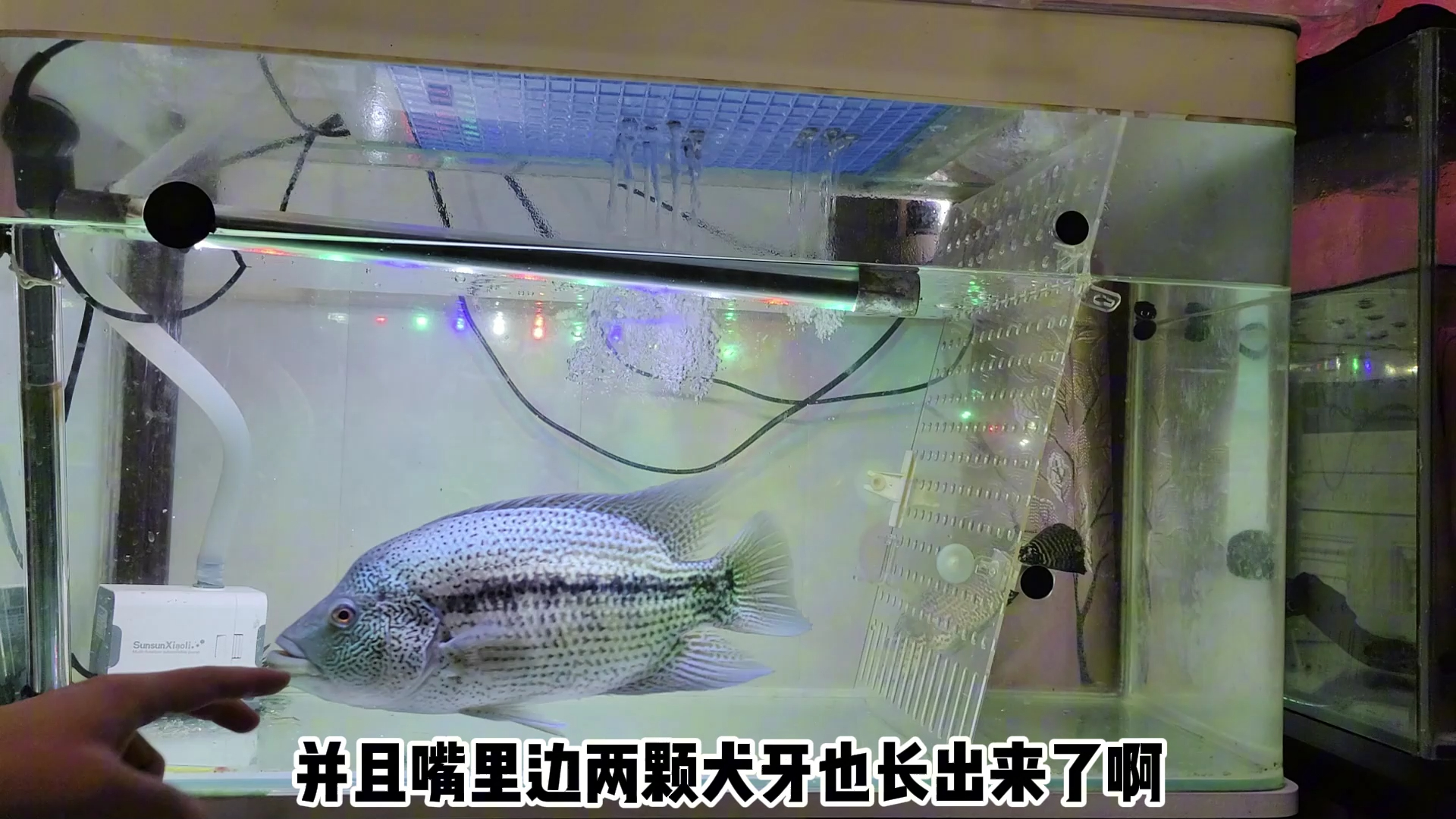 鱼房猛鱼天花板道氏火口狼鲷,一连爆口十条鱼,是否挑战猛鱼缸?