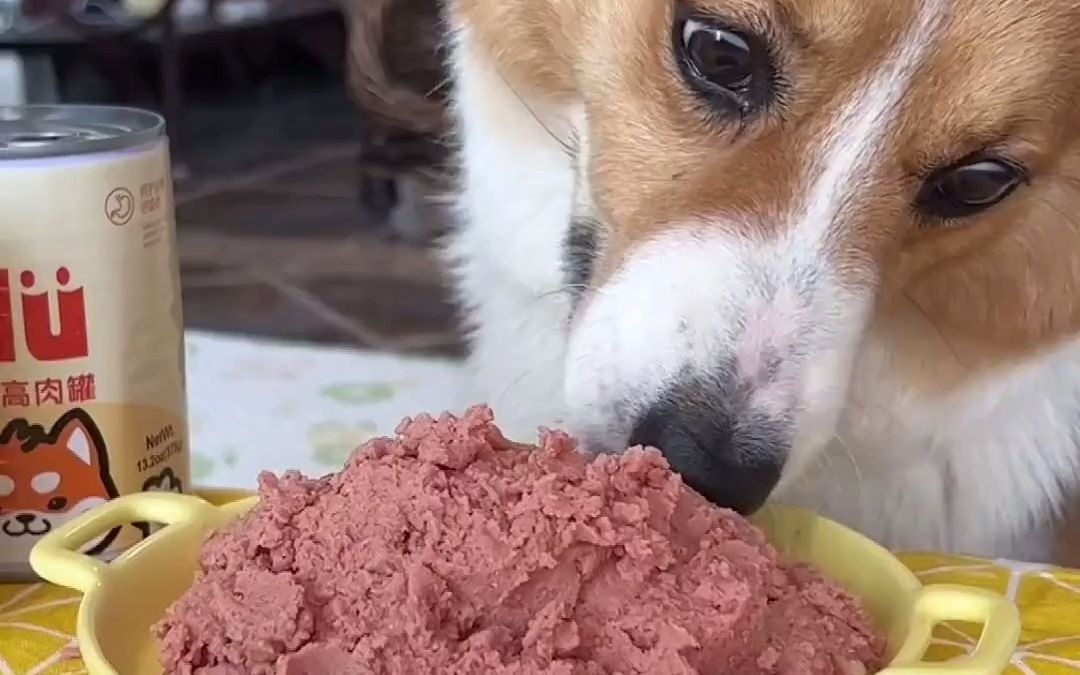 这么多年,不学会薅羊毛,真的亏啊 平价宠物用品推荐 萌宠好物 狗罐头